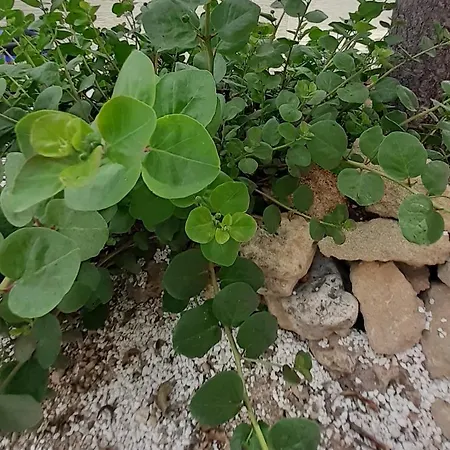 Contrada Vento Sharing * Campomarino (Taranto)